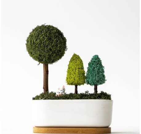 공기정화 식물 추천 TOP5