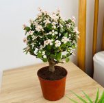 앙플랜트-은행목-아악무