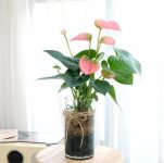 안스리움-중품-수경재배식물-DIY세트-실내공기정화식물